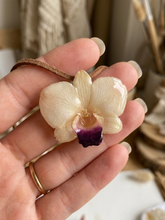 Load image into Gallery viewer, White Orchid Dendrobium Real R1 Flower_Den R1 White