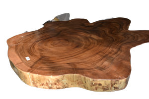 Large exquisite Saur Wood Round Coffee Table, large circumference 118 cm x 112 cm x 9 cm one of kind 100% unique designed  by nature